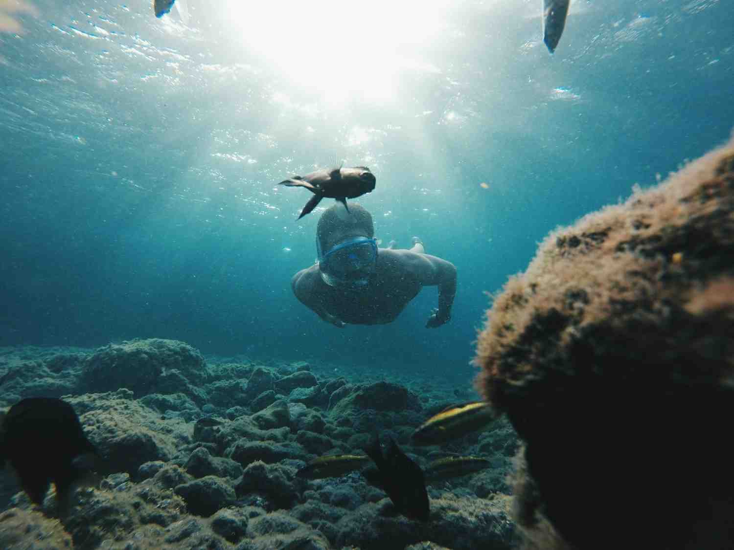 Scuba diving and Water sports in Premium